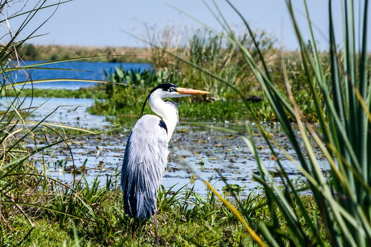 Imágenes de Garza: descubre bancos de fotos, ilustraciones, vectores y ...