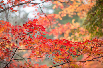 Fototapeta premium 紅葉