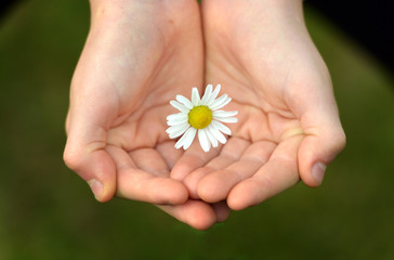 Child's hand with daisy - 121294002