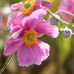 Anemone japonica 