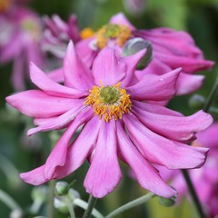 Anemone japonica 