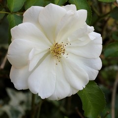 White rose - Closeup