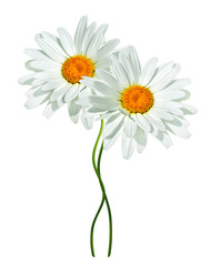 daisies summer  flower isolated on white background