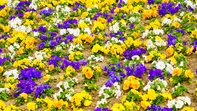 Pansies flowers. Colorful background or texture.