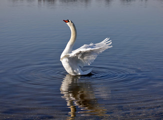 Swan stretching its wings