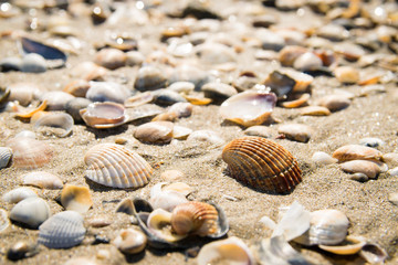 Shells on the seashore.