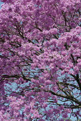 Flowery pink ipe under the cloudless blue sky