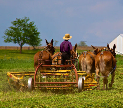 Amish Farmer