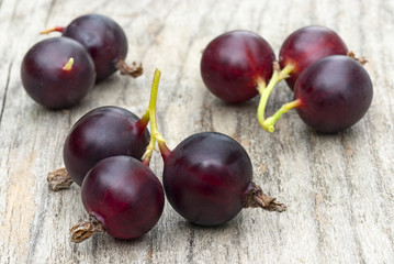 jostabarry (Ribes nidigrolaria 