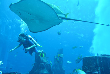 Scuba with the Rays