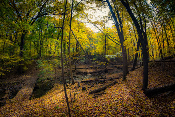 Michigan woods
