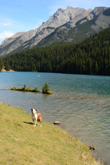 A water loving dog eager to retrieve anything thrown into Lake 2 Jack in Banff National Park