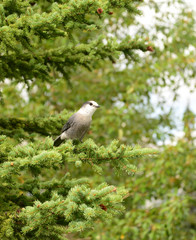 A nutcracker a frequently seen bird of the Rockies