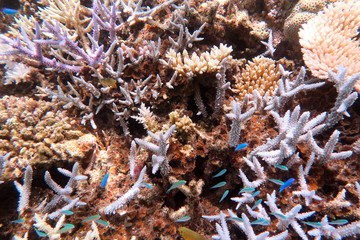 八重山の珊瑚礁と熱帯魚 © EarthScape