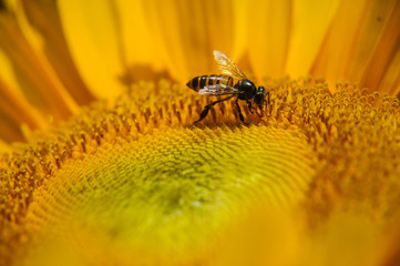 Sunflower and bee closeup background and texture
