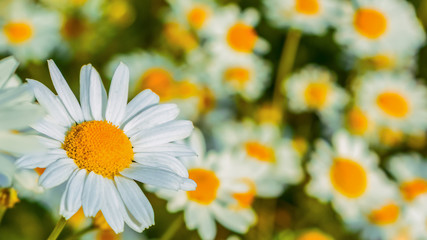 Blooming daisies in the summer meadow selective focus