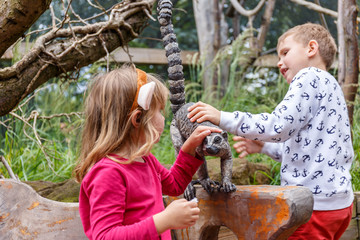 Fototapeta premium London Zoo in summer