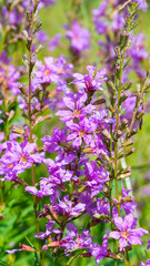 Purple flowers in the green grass