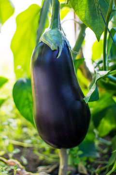 Ripe eggplant growing in garden