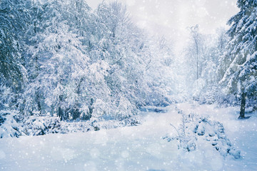 Beautiful snowy forest background. Winter concept.