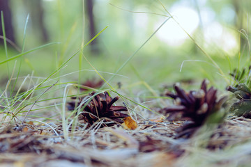 Fir cones on the forest floor