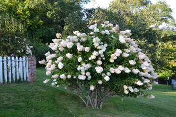 hydrangea tree