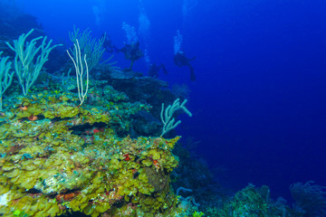 Naklejka na ściany i meble Colorfull reef and group of divers, Cayo Largo