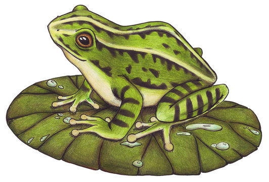 Frosch, Teichfrosch