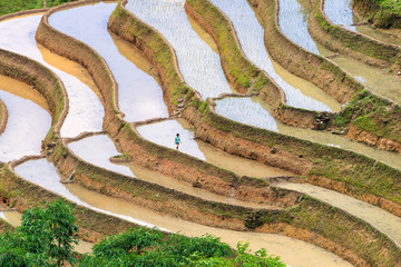 Farmer is planting rice on terraced field for new season