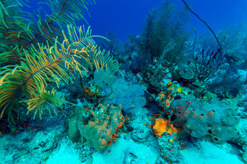 Naklejka na ściany i meble Underwater background with soft and hard corals, Cayo Largo