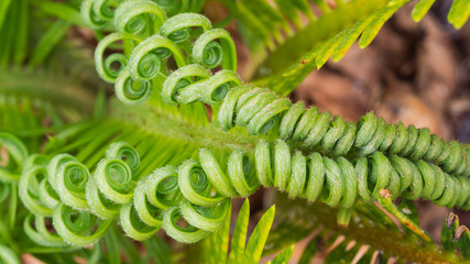 The Leaves of Sago Palm