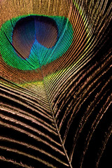 Obraz premium Peacock Feather