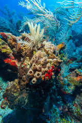 Naklejka na ściany i meble Sandy bottom of Caribbean sea with corals and fishes