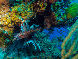 Fototapeta na wymiar Lionfish (Pterois) near coral,s Cayo Largo, Cuba