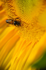 Sunflower and bee closeup background and texture
