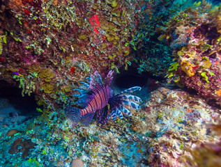 Lionfish (Pterois) near coral,s Cayo Largo, Cuba