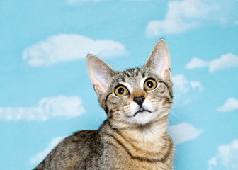 Portrait of a Black brown and white tabby kitten with long thin ears looking up above viewer. Blue background sky with white clouds. Copy space.