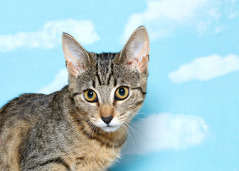 Fototapeta premium Portrait of a Black brown and white tabby kitten with long thin ears looking to viewers left. Blue background sky with white clouds. Copy space.