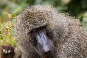 Baboon Portrait