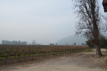 Parreiral com neblina II