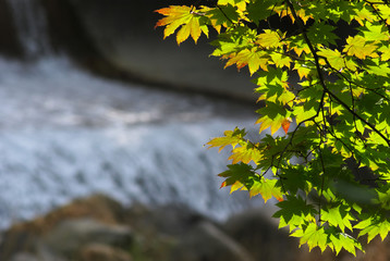 色づき始めた渓流のモミジ