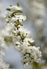 Obraz premium Honey Bees on a cherry blossom flower collecting 2