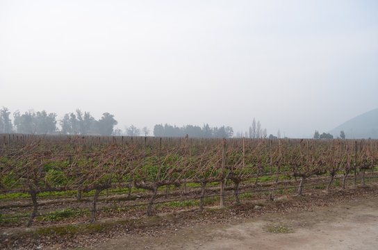Parreiral com neblina