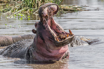 Fototapeta premium Hippo Howl