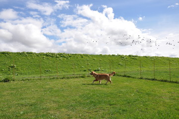ゴールデンレトリーバー犬