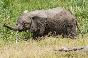 Fototapeta na wymiar Elephant Baby