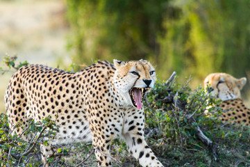Cheetah Warning