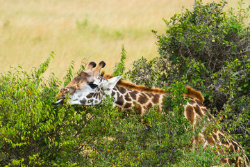 Gentle Giraffe