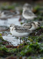 Sanderling, Calidris alba