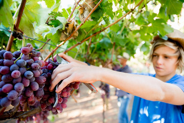 Boy in vineyard